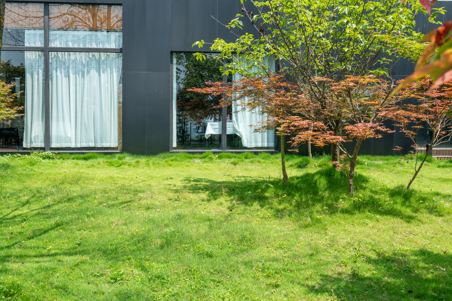 Services for Yard Cleaning